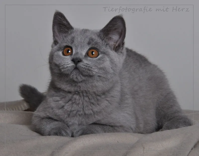 動物写真撮影：第07部：猫の写真撮影