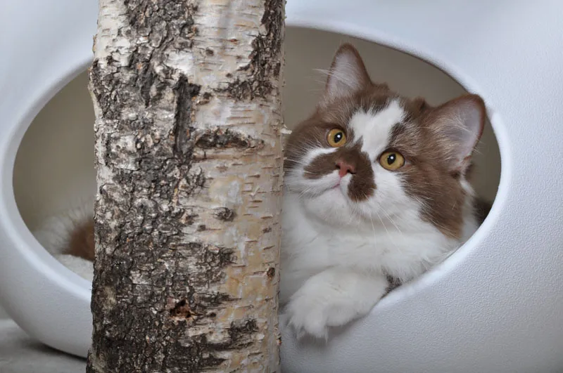 動物写真 パート07：猫写真