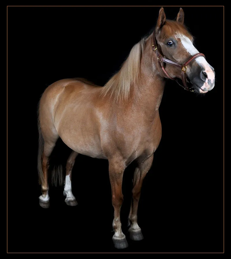 Animal photography part 08: Horse photography Animal photography part 08: Horse photography