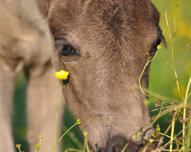 動物写真シリーズ 08: 馬の写真