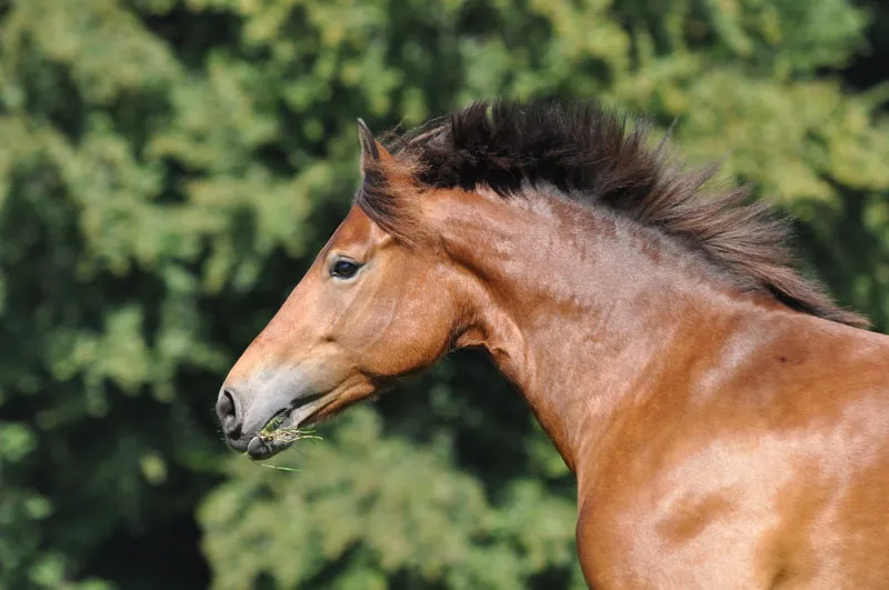 Animal photography part 08: Horse photography Animal photography part 08: Horse photography