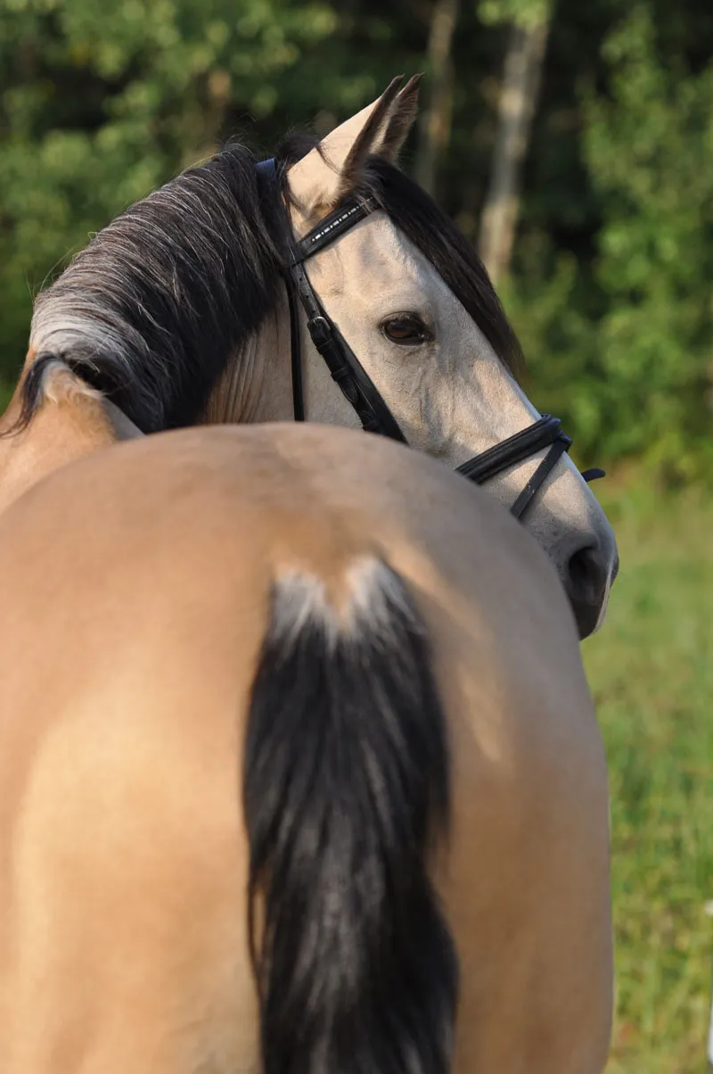 動物写真撮影 パート08: 馬の写真撮影