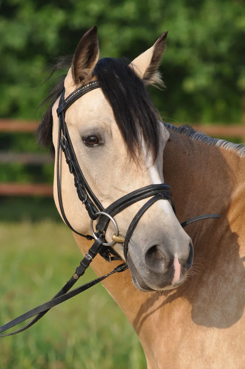 動物写真 第08部: 馬の写真