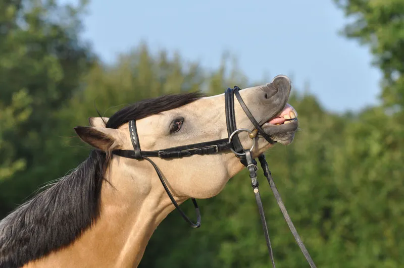 動物写真テクニック パート08: 馬の写真撮影