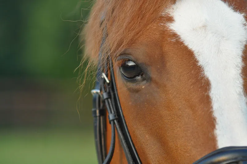動物写真 Part 08: 馬の写真