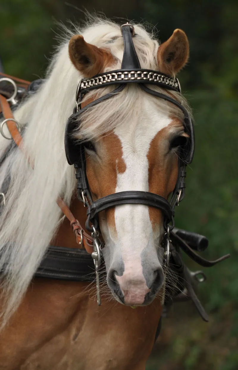Animal photography part 08: Horse photography Animal photography part 08: Horse photography