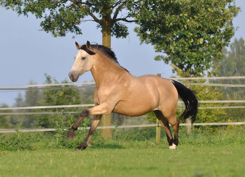 Animal photography part 08: Horse photography Animal photography part 08: Horse photography