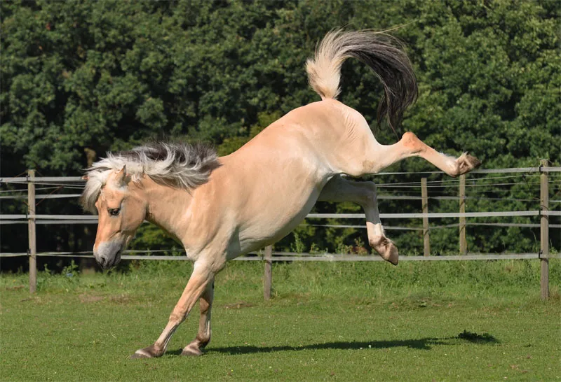 Animal photography part 08: Horse photography Animal photography part 08: Horse photography