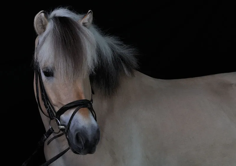 Animal photography part 08: Horse photography Animal photography part 08: Horse photography