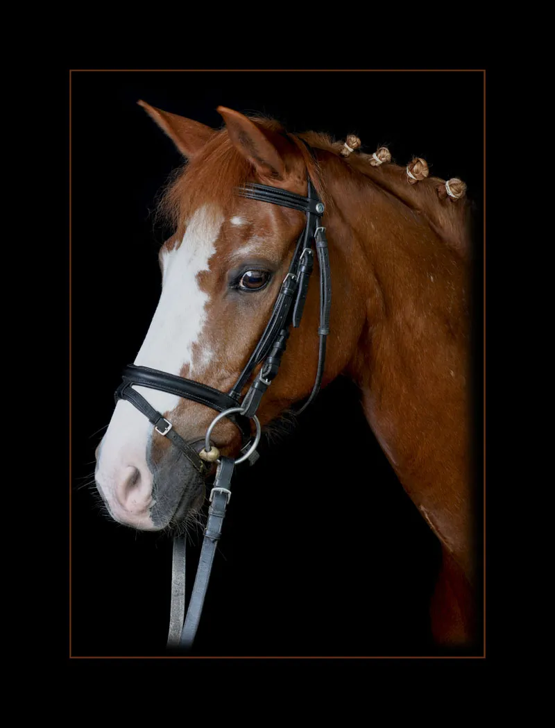 Animal photography part 08: Horse photography Animal photography part 08: Horse photography