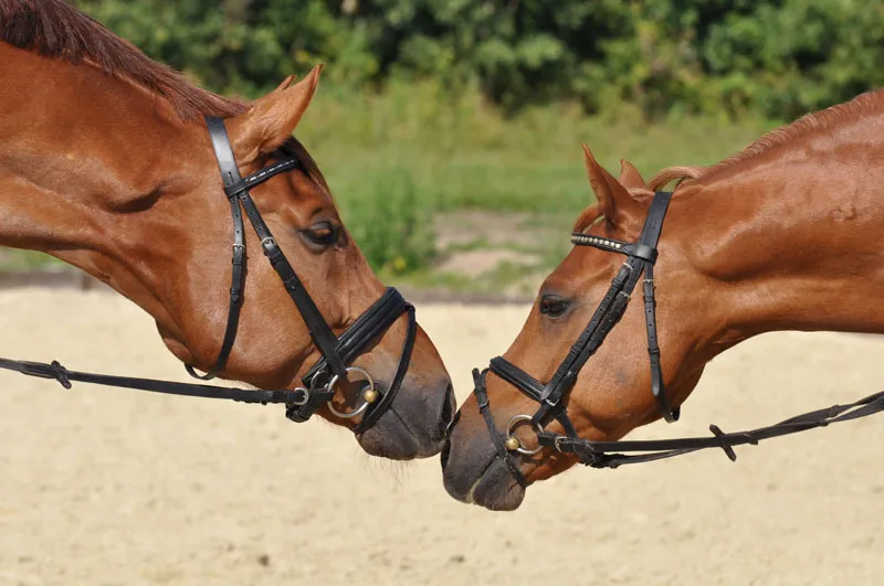 動物写真撮影パート08：馬の写真撮影