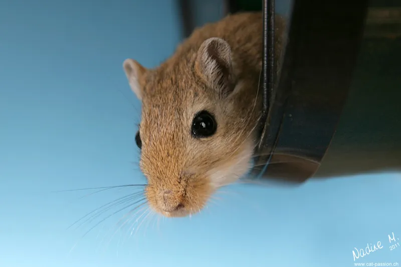 動物写真シリーズ 第09部：小動物写真