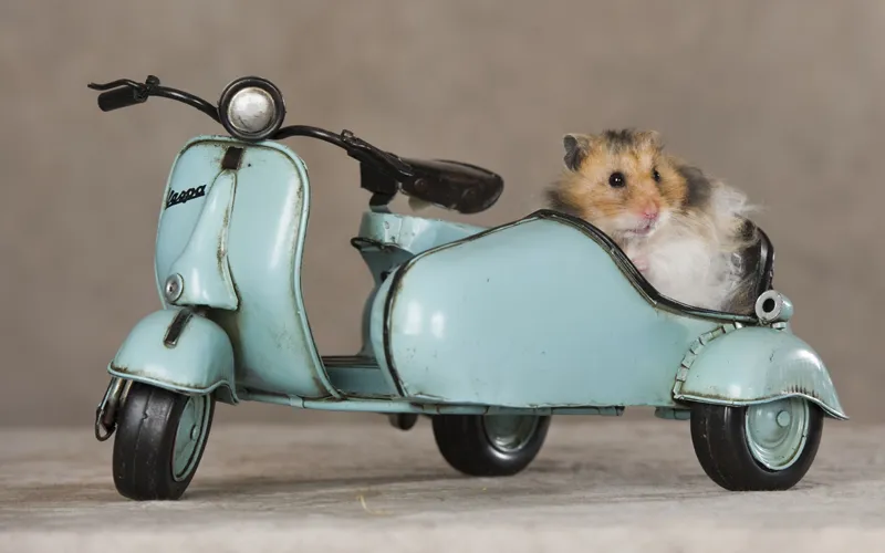 動物写真撮影 パート09: 小動物写真撮影
