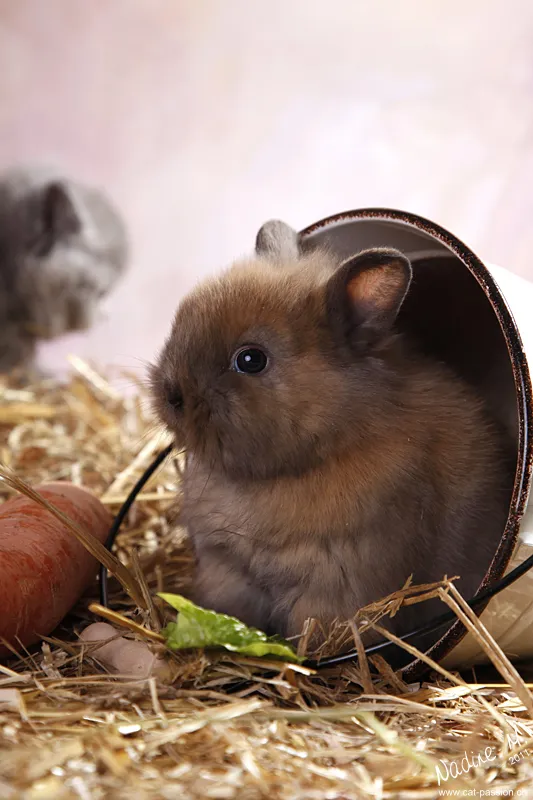 動物写真術 パート09：小動物写真術