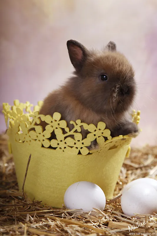 動物写真　第９部：小動物写真
