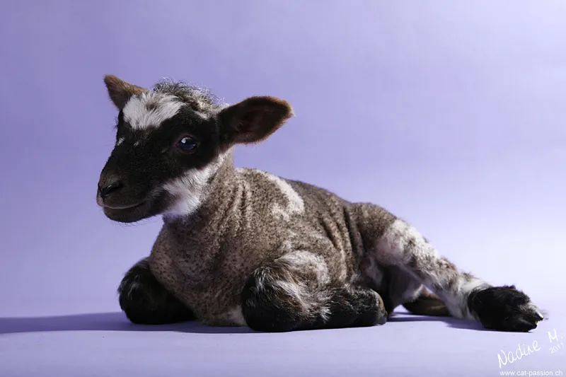 Fotografia animale Parte 09: Fotografia di piccoli animali Fotografia di animali parte 09: Fotografia di piccoli animali