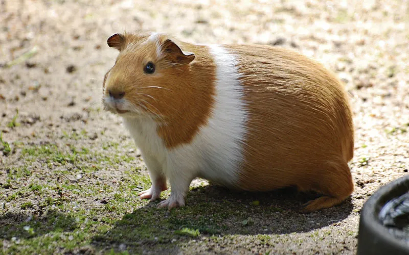 動物写真 シリーズ 09: 小動物の撮影
