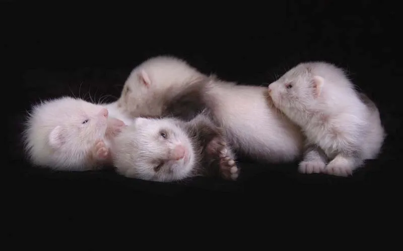 動物写真 第09回: 小動物写真