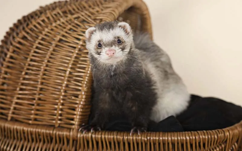 動物写真撮影 第09回: 小動物写真
