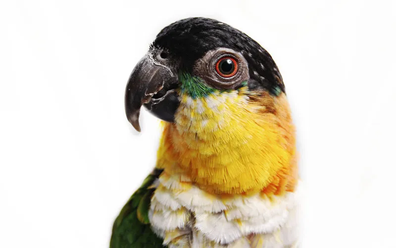 動物写真撮影 パート09: 小動物写真撮影