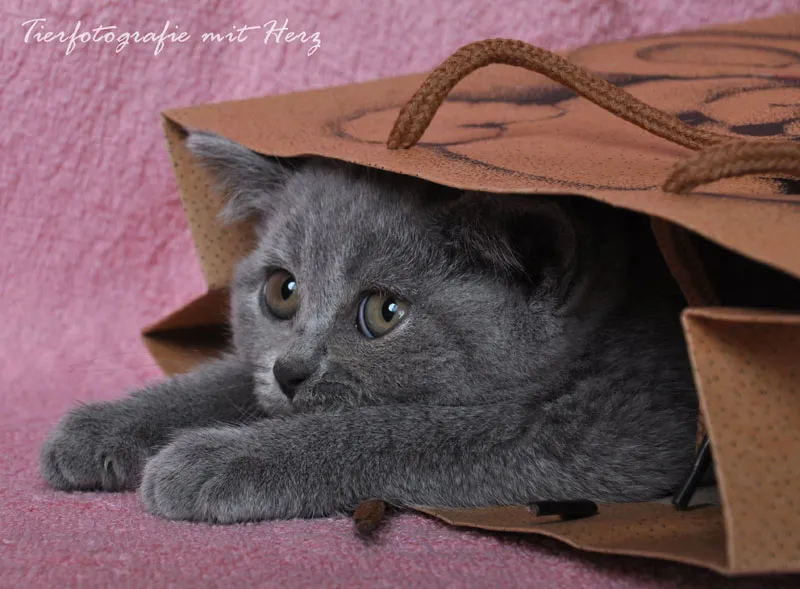 Animal photography part 10: Indoor shoots - studio photography