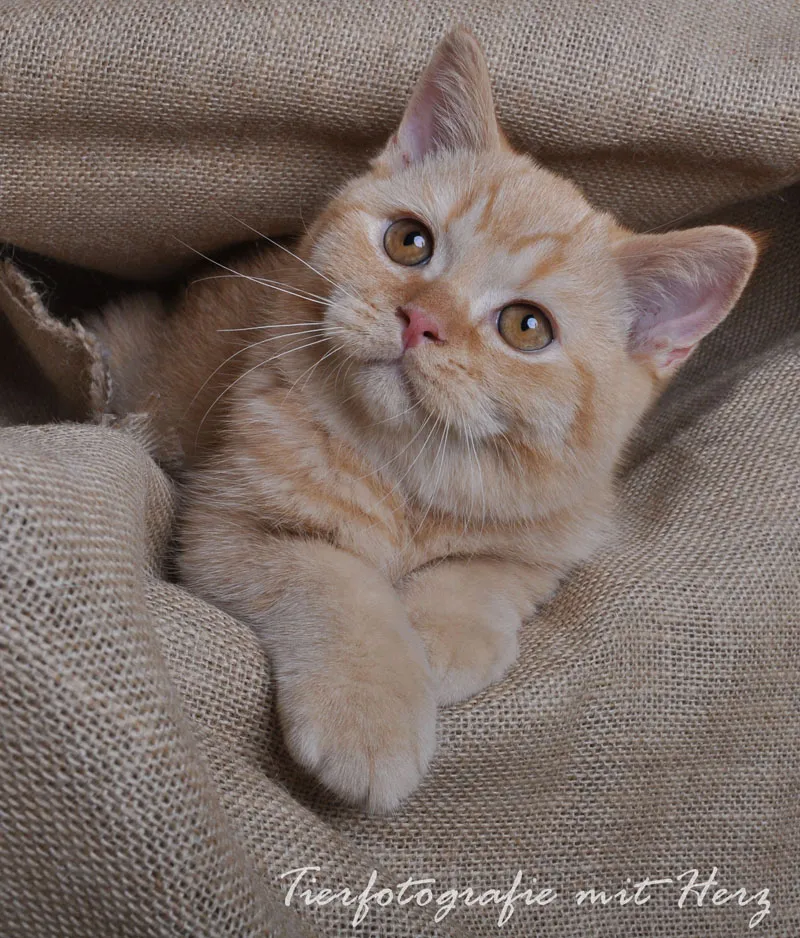 Animal photography part 10: Indoor shoots - studio photography