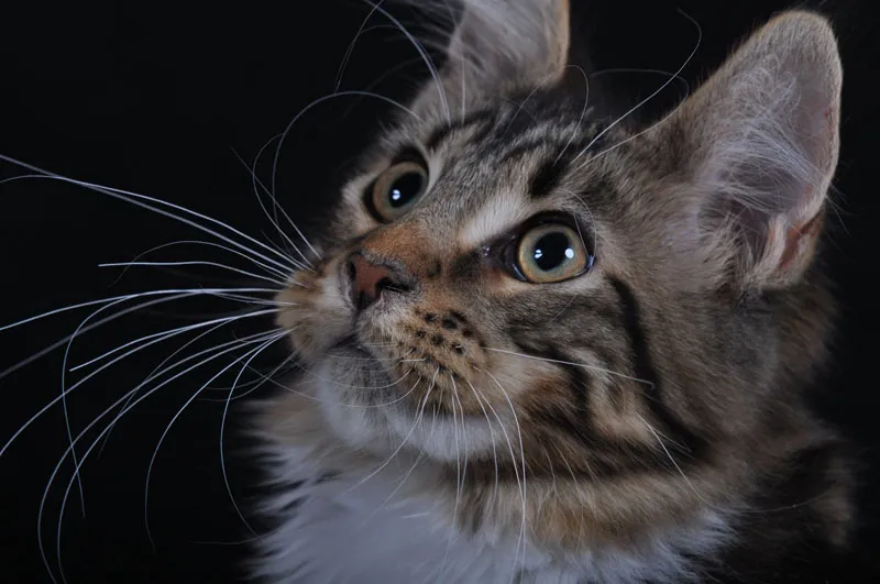 Animal photography part 10: Indoor shoots - studio photography