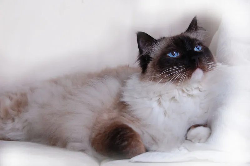 Animal photography part 10: Indoor shoots - studio photography