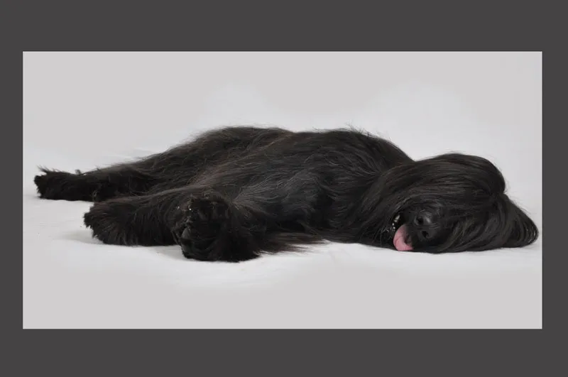 Animal photography part 10: Indoor shoots - studio photography
