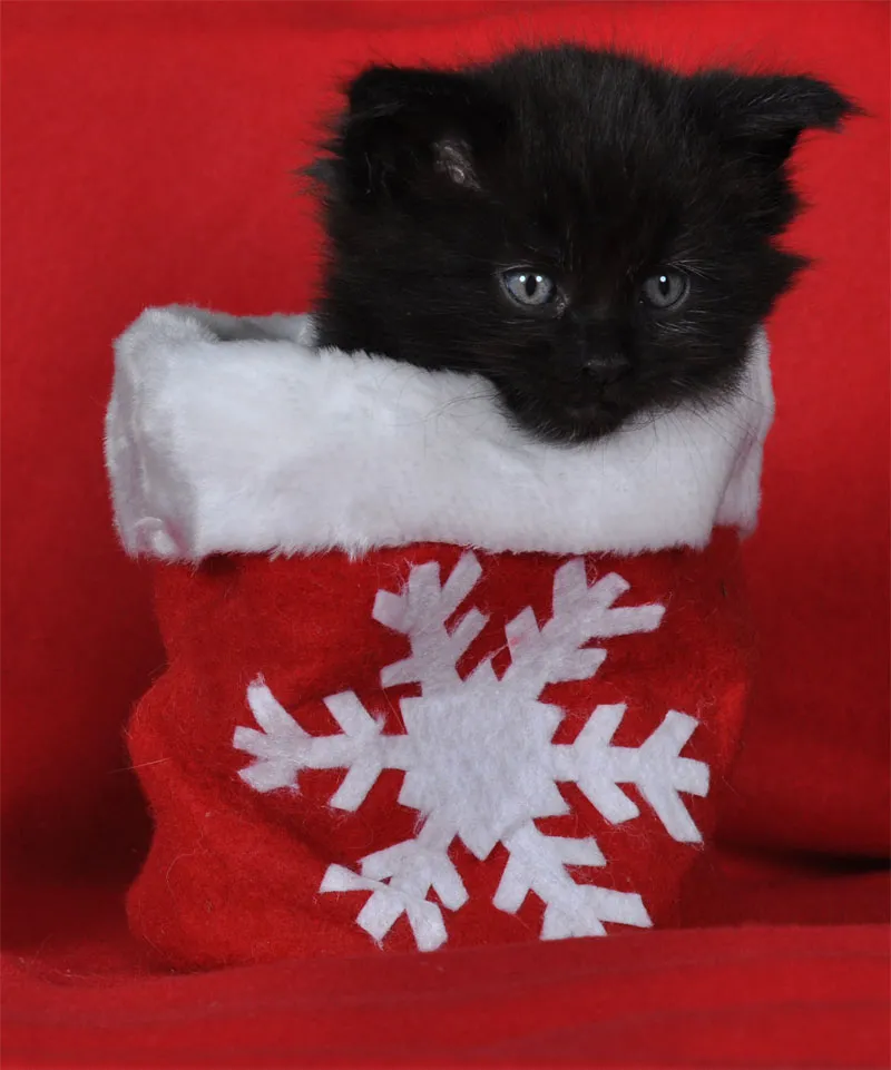 Animal photography part 10: Indoor shoots - studio photography
