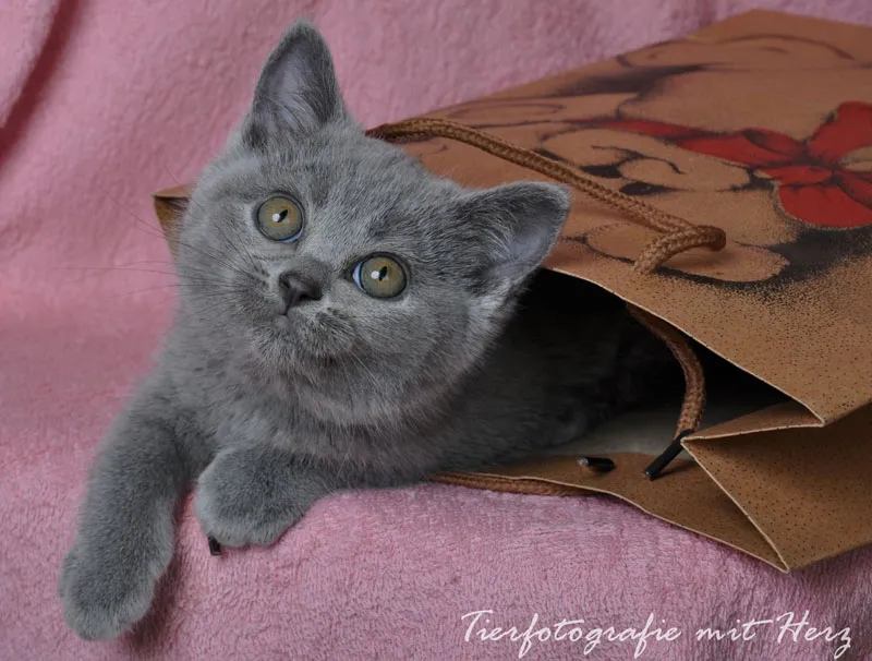 Animal photography part 10: Indoor shoots - studio photography