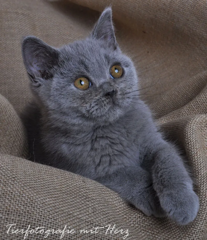 Animal photography part 10: Indoor shoots - studio photography