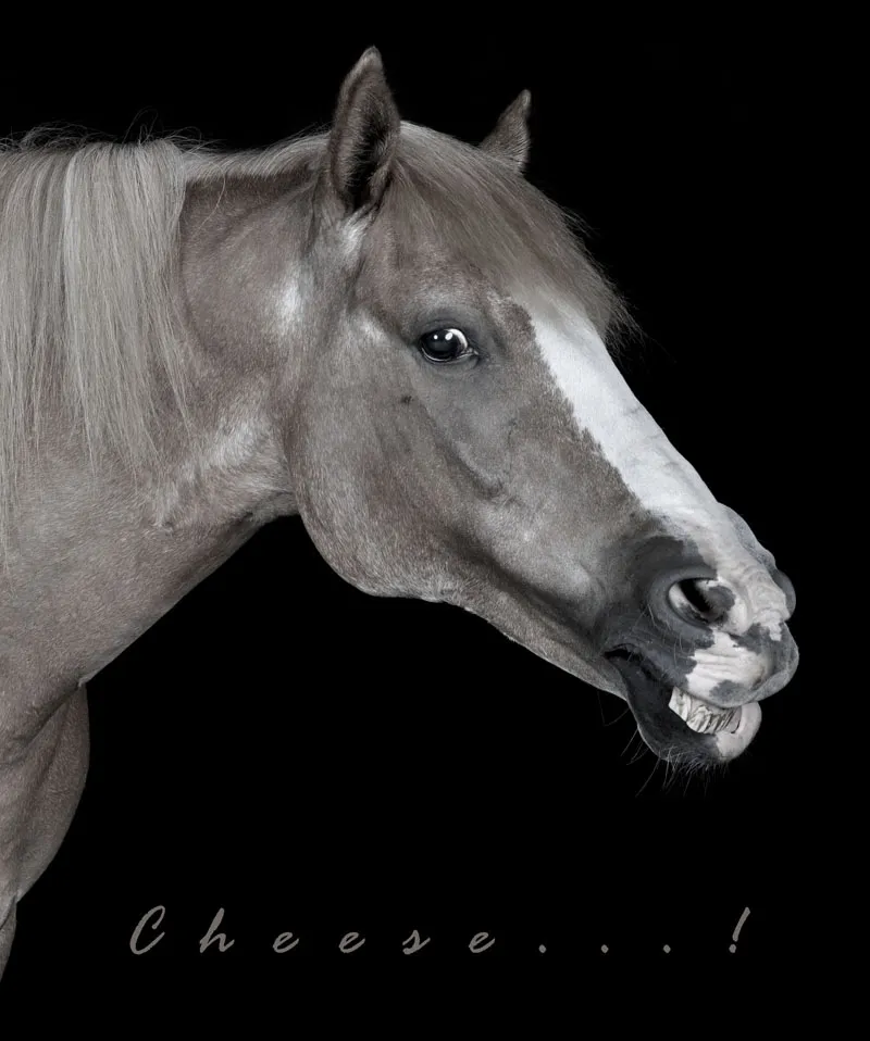 Animal photography part 10: Indoor shoots - studio photography