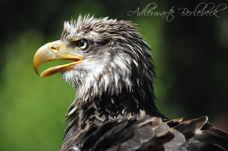 Animal photography part 11: Outdoor shootings