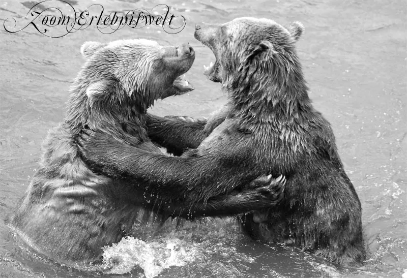 Animal photography part 11: Outdoor shootings