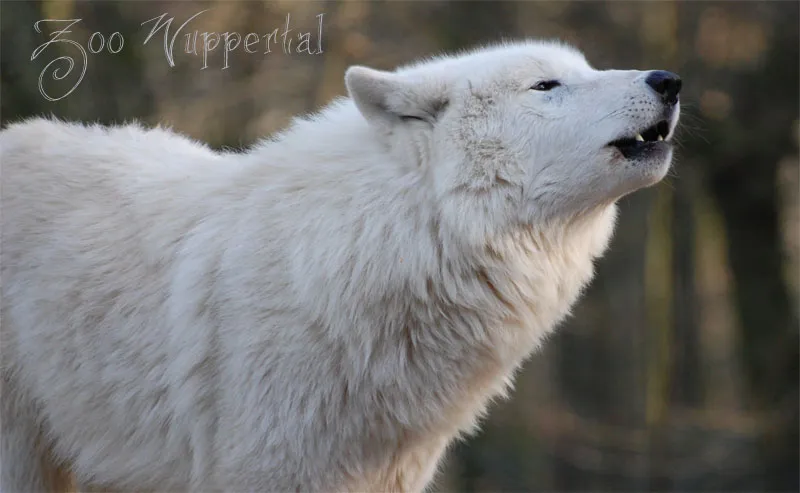 Animal photography part 11: Outdoor shootings