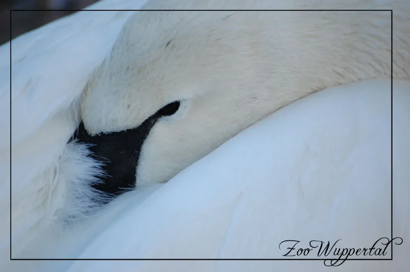 Animal photography part 11: Outdoor shootings