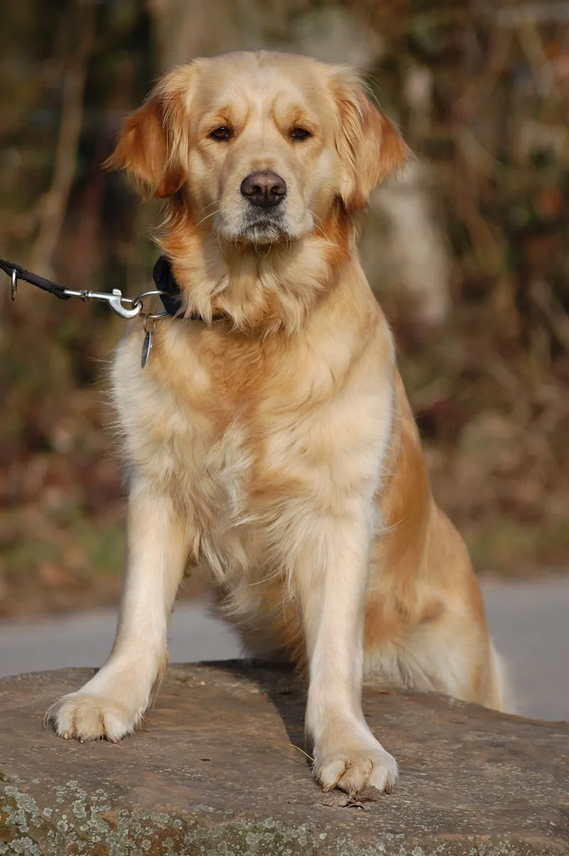 Animal photography part 11: Outdoor shootings