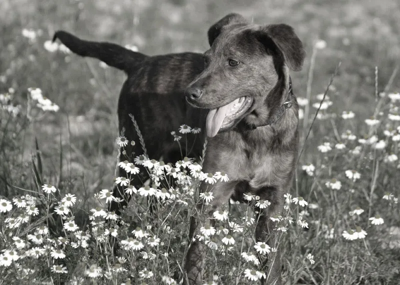 Animal photography part 11: Outdoor shootings