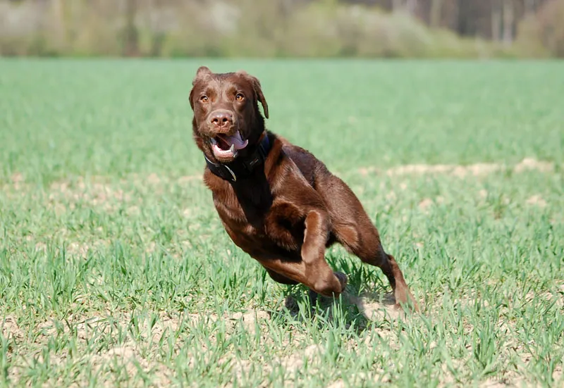 Animal photography part 11: Outdoor shootings