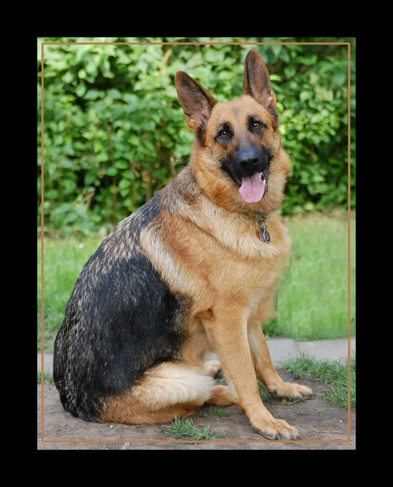 Animal photography part 11: Outdoor shootings