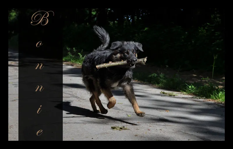 Animal photography part 11: Outdoor shootings