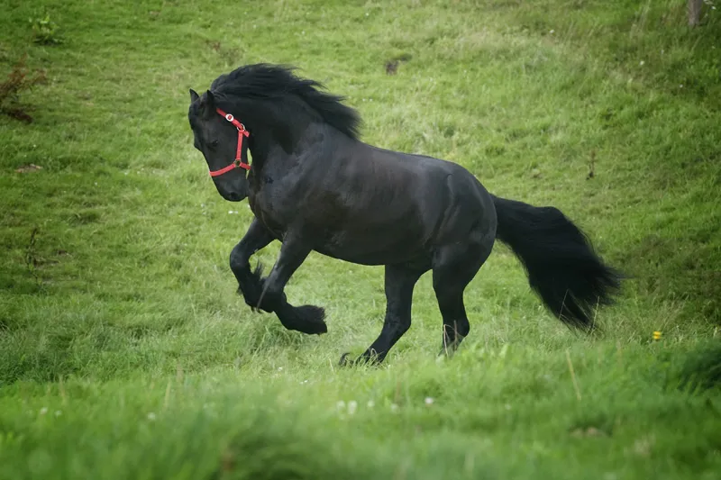 Animal photography part 12: Image processing Animal photography part 12: Image processing