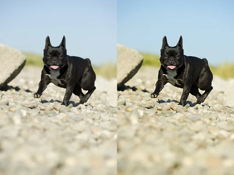動物写真術 パート12：画像編集