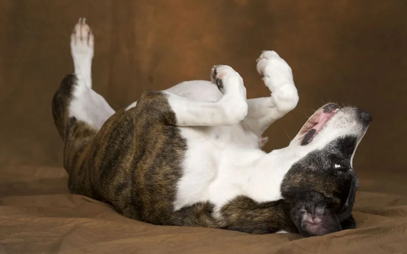 Animal photography part 13: Various general tips