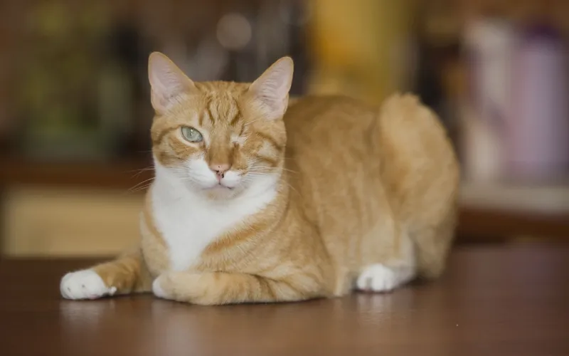 Animal photography part 13: Various general tips