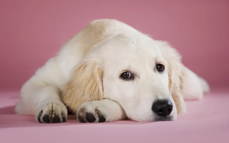 Animal photography part 13: Various general tips