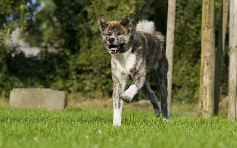 Animal photography part 13: Various general tips