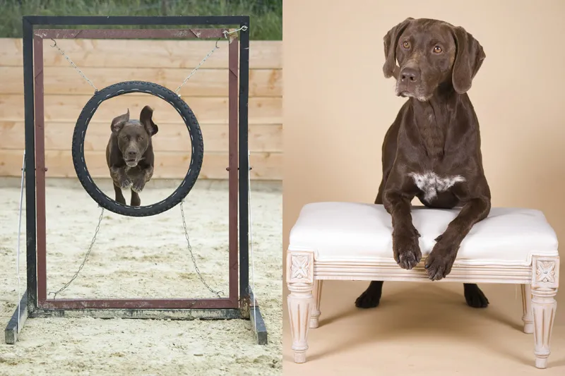 Animal photography part 13: Various general tips
