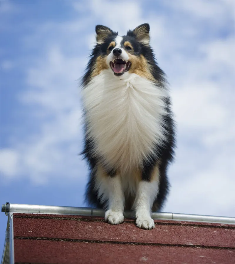 Animal photography part 13: Various general tips